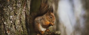 Preview wallpaper squirrel, animal, tree, branch, cute