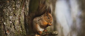 Preview wallpaper squirrel, animal, tree, branch, cute