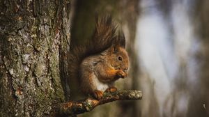 Preview wallpaper squirrel, animal, tree, branch, cute