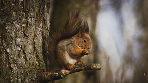 Preview wallpaper squirrel, animal, tree, branch, cute