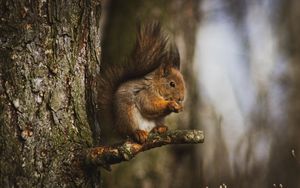 Preview wallpaper squirrel, animal, tree, branch, cute