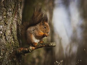 Preview wallpaper squirrel, animal, tree, branch, cute
