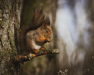 Preview wallpaper squirrel, animal, tree, branch, cute