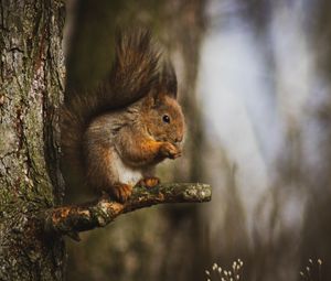 Preview wallpaper squirrel, animal, tree, branch, cute