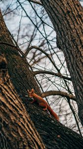 Preview wallpaper squirrel, animal, tree, branches, cute