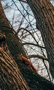 Preview wallpaper squirrel, animal, tree, branches, cute