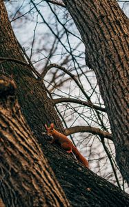 Preview wallpaper squirrel, animal, tree, branches, cute