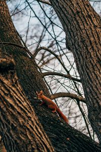 Preview wallpaper squirrel, animal, tree, branches, cute