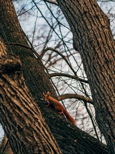 Preview wallpaper squirrel, animal, tree, branches, cute