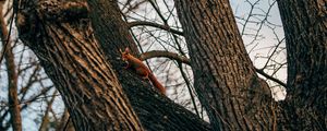 Preview wallpaper squirrel, animal, tree, branches, cute