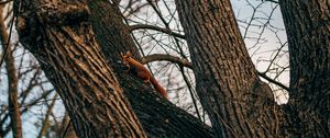 Preview wallpaper squirrel, animal, tree, branches, cute