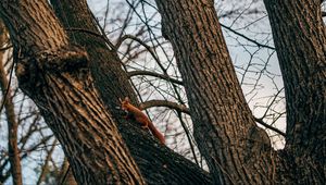 Preview wallpaper squirrel, animal, tree, branches, cute