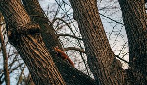 Preview wallpaper squirrel, animal, tree, branches, cute