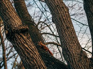 Preview wallpaper squirrel, animal, tree, branches, cute