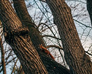 Preview wallpaper squirrel, animal, tree, branches, cute