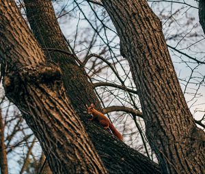 Preview wallpaper squirrel, animal, tree, branches, cute