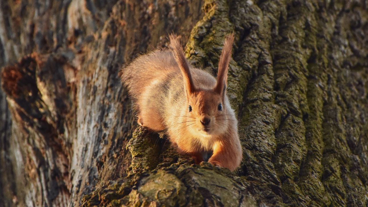 Wallpaper squirrel, animal, tree, funny, cool