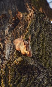 Preview wallpaper squirrel, animal, tree, funny, cool