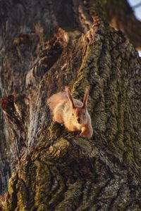 Preview wallpaper squirrel, animal, tree, funny, cool