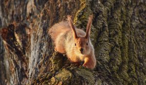 Preview wallpaper squirrel, animal, tree, funny, cool