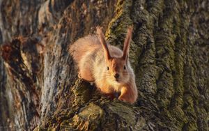 Preview wallpaper squirrel, animal, tree, funny, cool