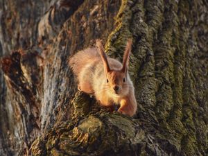 Preview wallpaper squirrel, animal, tree, funny, cool