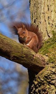 Preview wallpaper squirrel, animal, tree, branch, wildlife