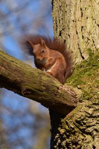 Preview wallpaper squirrel, animal, tree, branch, wildlife