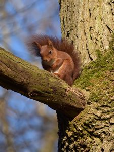 Preview wallpaper squirrel, animal, tree, branch, wildlife