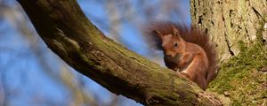 Preview wallpaper squirrel, animal, tree, branch, wildlife