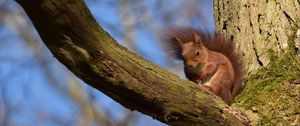 Preview wallpaper squirrel, animal, tree, branch, wildlife