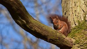 Preview wallpaper squirrel, animal, tree, branch, wildlife