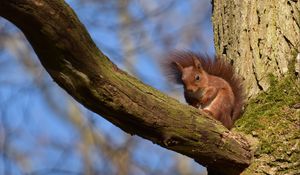 Preview wallpaper squirrel, animal, tree, branch, wildlife