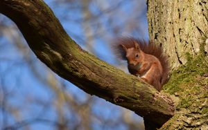 Preview wallpaper squirrel, animal, tree, branch, wildlife