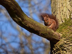 Preview wallpaper squirrel, animal, tree, branch, wildlife