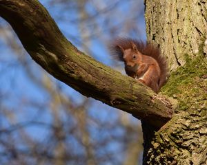 Preview wallpaper squirrel, animal, tree, branch, wildlife