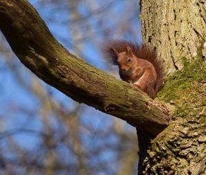 Preview wallpaper squirrel, animal, tree, branch, wildlife