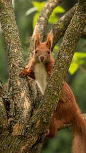 Preview wallpaper squirrel, animal, tree, branches, wildlife