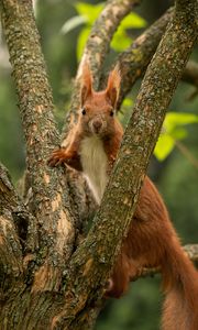 Preview wallpaper squirrel, animal, tree, branches, wildlife