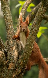 Preview wallpaper squirrel, animal, tree, branches, wildlife