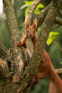 Preview wallpaper squirrel, animal, tree, branches, wildlife