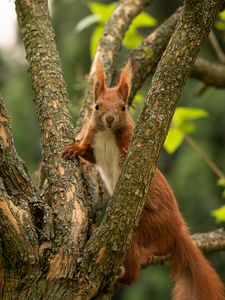Preview wallpaper squirrel, animal, tree, branches, wildlife