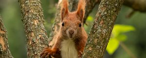 Preview wallpaper squirrel, animal, tree, branches, wildlife