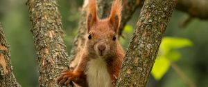 Preview wallpaper squirrel, animal, tree, branches, wildlife