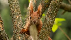 Preview wallpaper squirrel, animal, tree, branches, wildlife