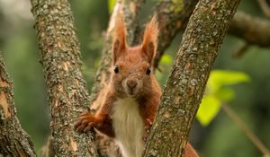 Preview wallpaper squirrel, animal, tree, branches, wildlife