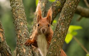 Preview wallpaper squirrel, animal, tree, branches, wildlife