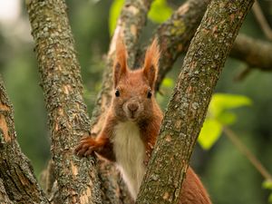 Preview wallpaper squirrel, animal, tree, branches, wildlife