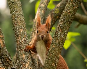 Preview wallpaper squirrel, animal, tree, branches, wildlife