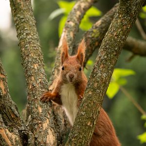 Preview wallpaper squirrel, animal, tree, branches, wildlife